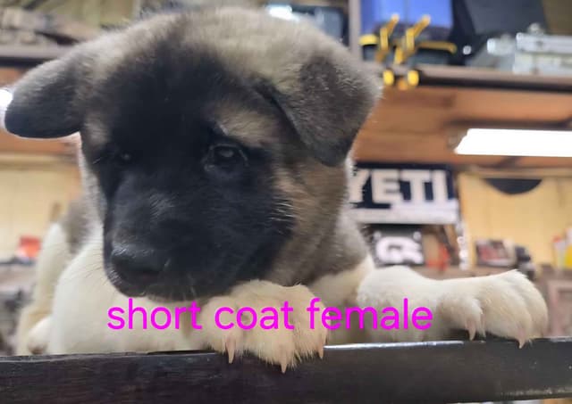Akita Puppies media 11