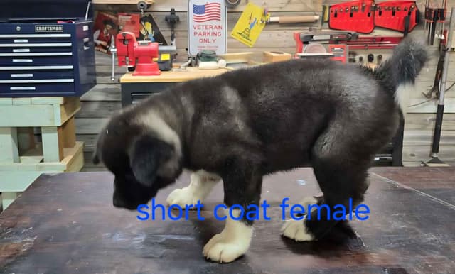 Akita Puppies media 12