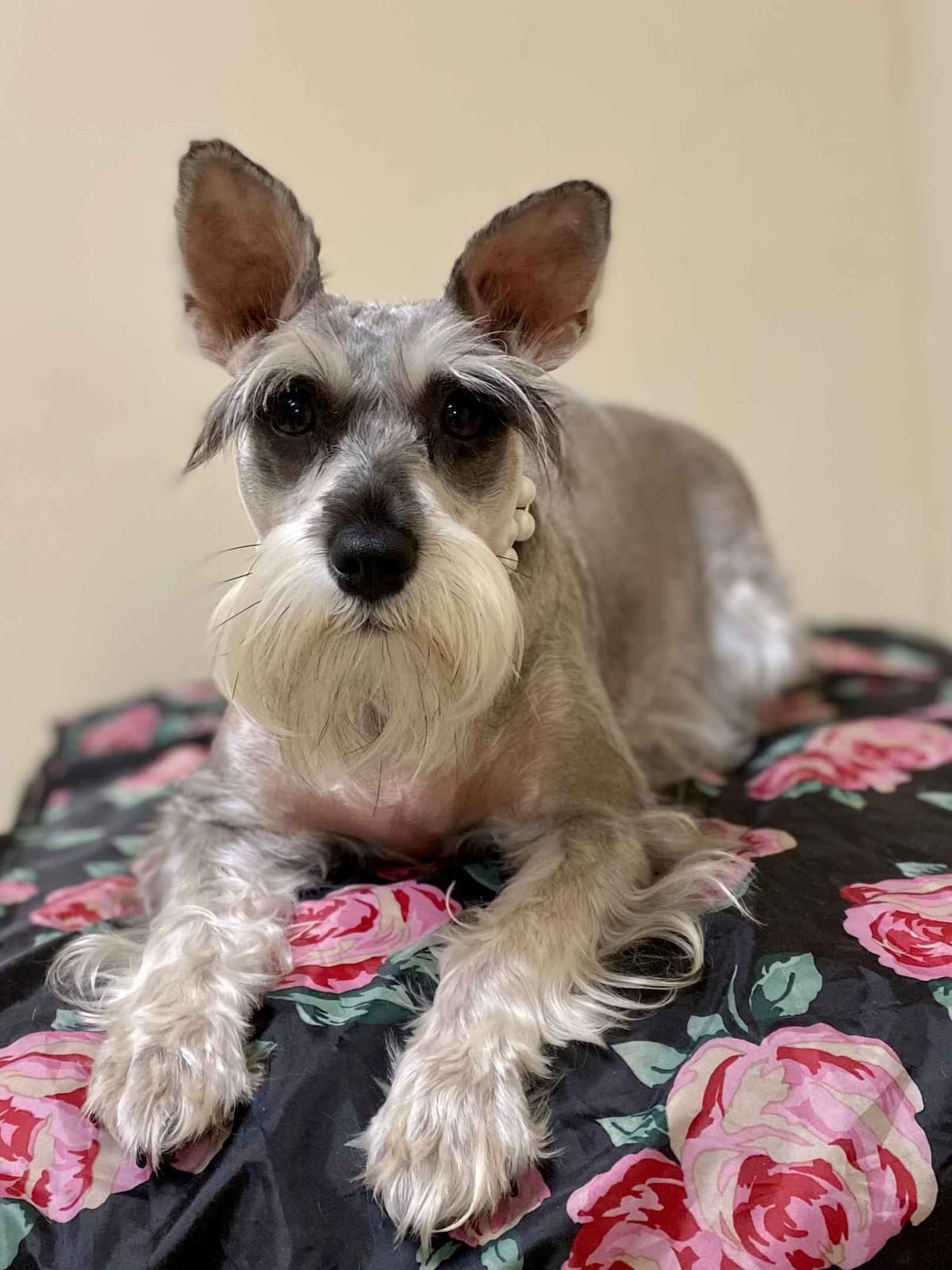 Miniature Schnauzer Puppies breeder image 1