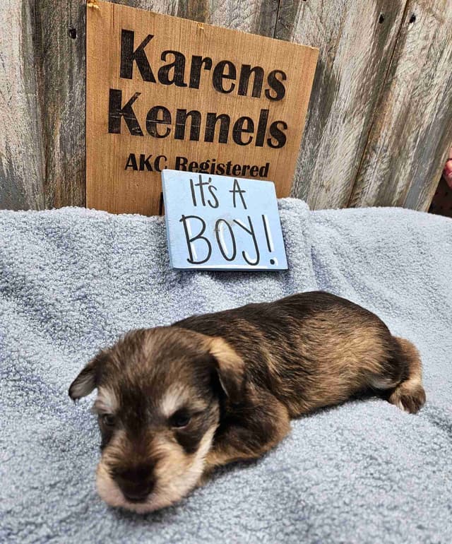 Miniature Schnauzer Puppies media 5