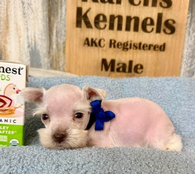 Miniature Schnauzer Puppies media 4
