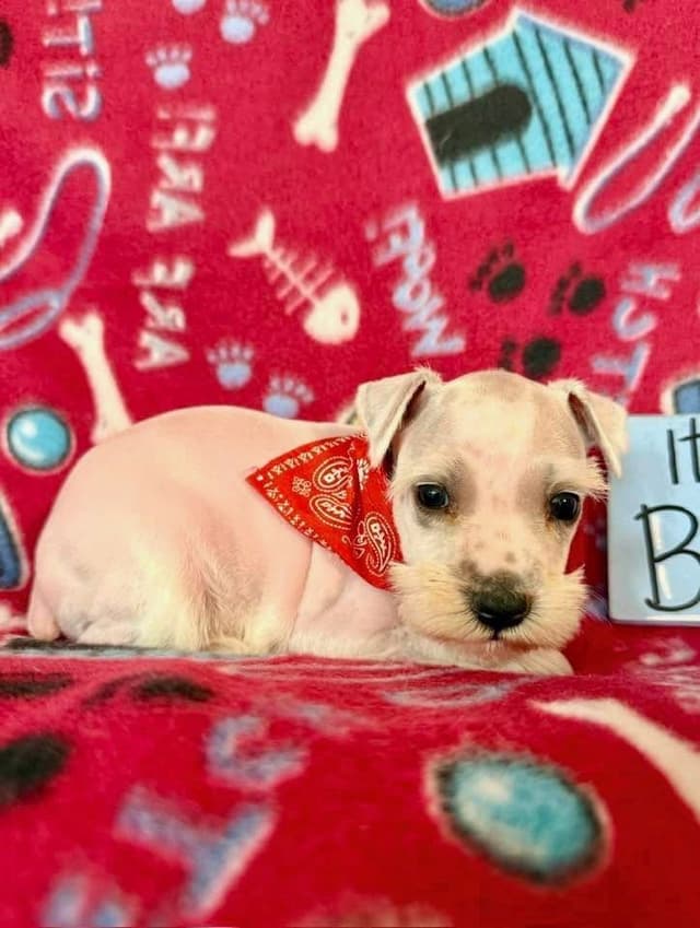 Miniature Schnauzer Puppies media 2