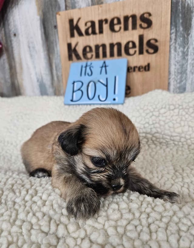 Lhasa Apso Puppies media 4