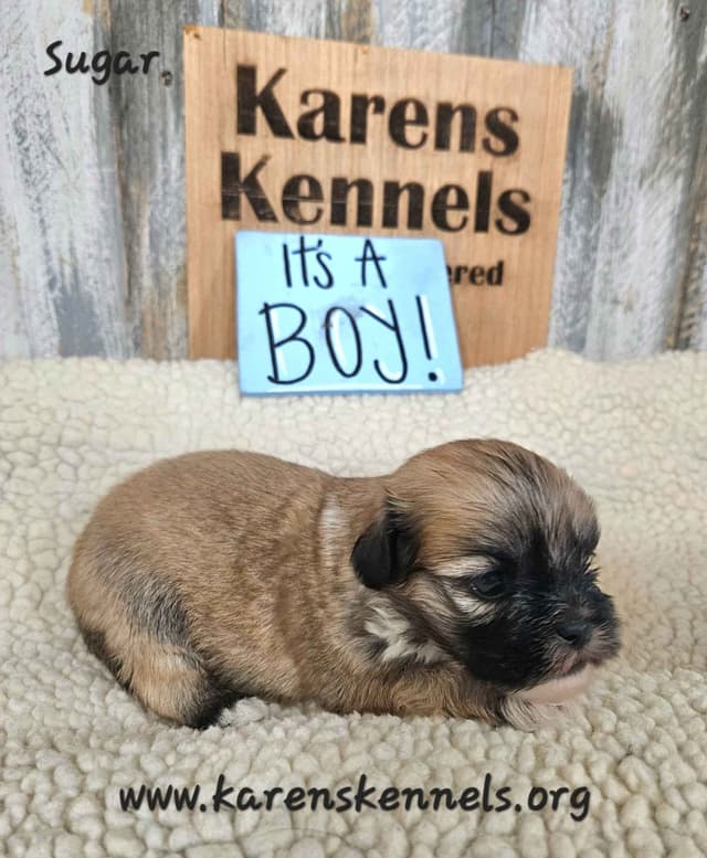 Lhasa Apso Puppies media 3