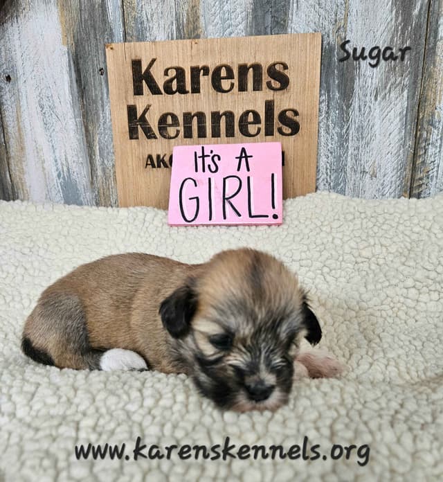 Lhasa Apso Puppies media 2
