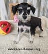 Miniature Schnauzer Puppies