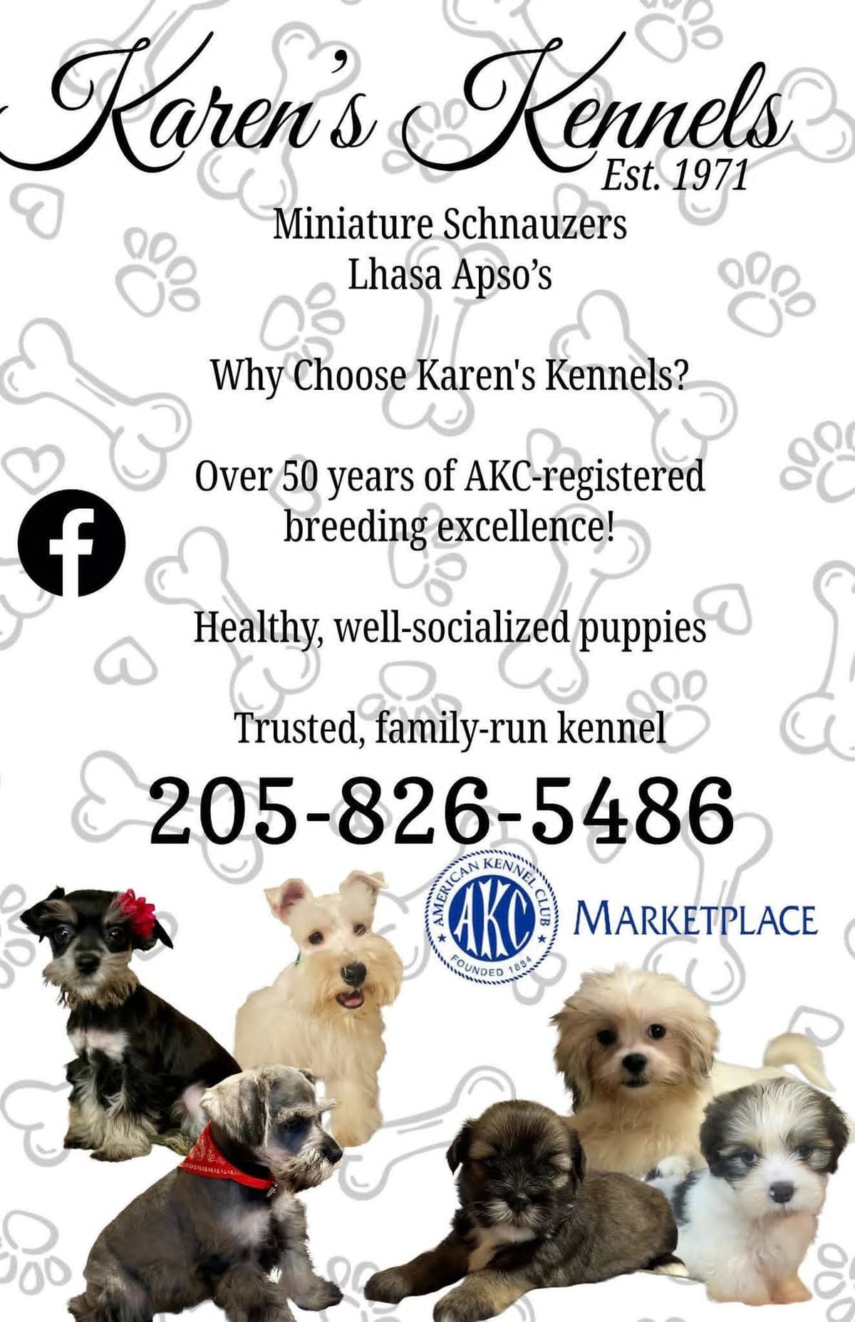 Miniature Schnauzer Puppies breeder image 3