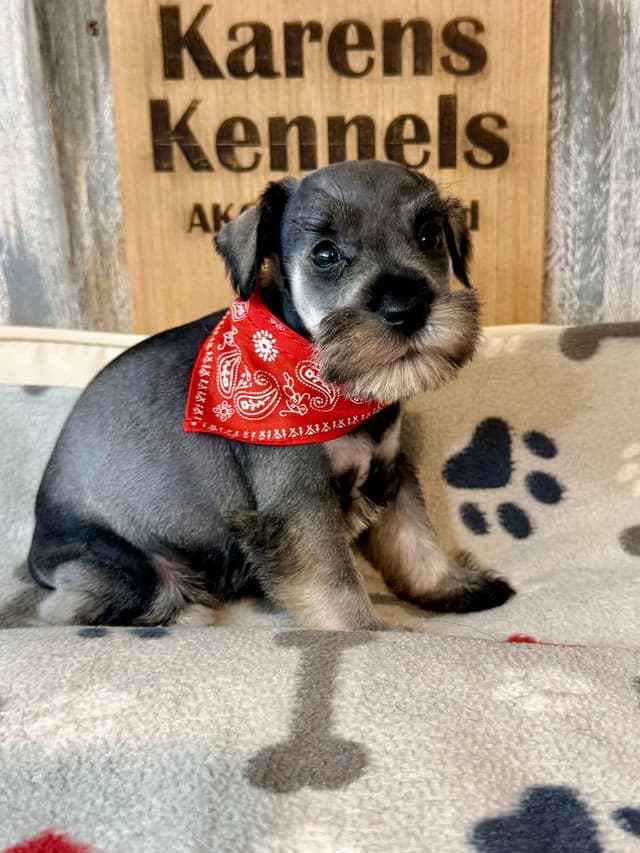 Miniature Schnauzer Puppies media 2
