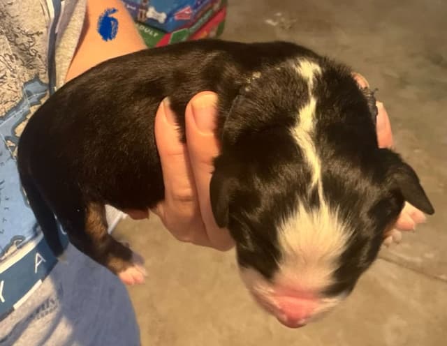 Schachner Bernese Mountain Dog Puppies media 2