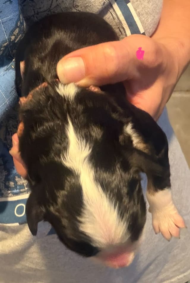Schachner Bernese Mountain Dog Puppies media 4