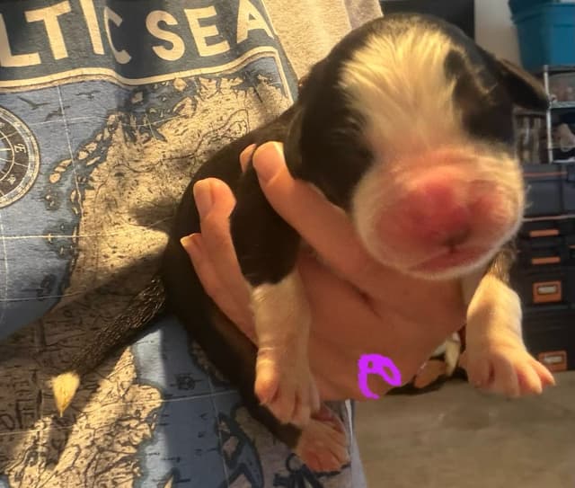 Schachner Bernese Mountain Dog Puppies media 5
