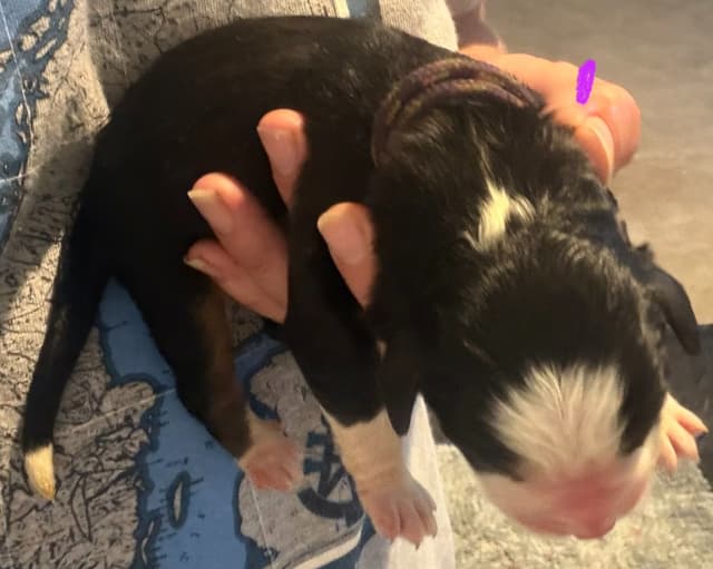 Schachner Bernese Mountain Dog Puppies media 6