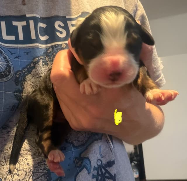 Schachner Bernese Mountain Dog Puppies media 7