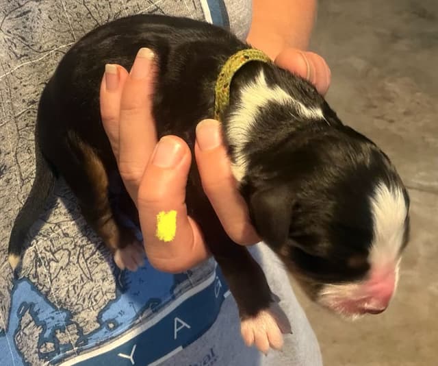 Schachner Bernese Mountain Dog Puppies media 8