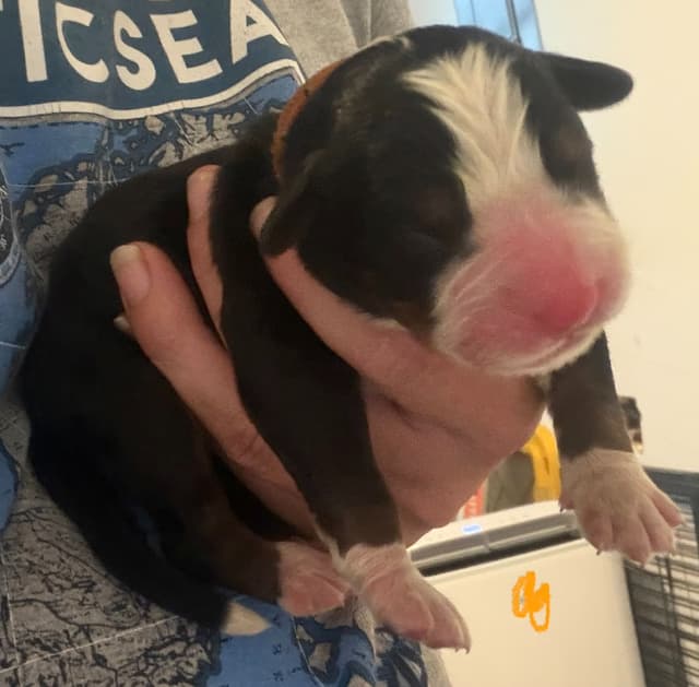 Schachner Bernese Mountain Dog Puppies media 9