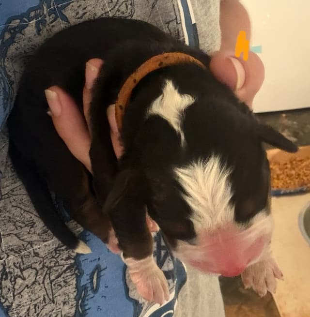 Schachner Bernese Mountain Dog Puppies media 10