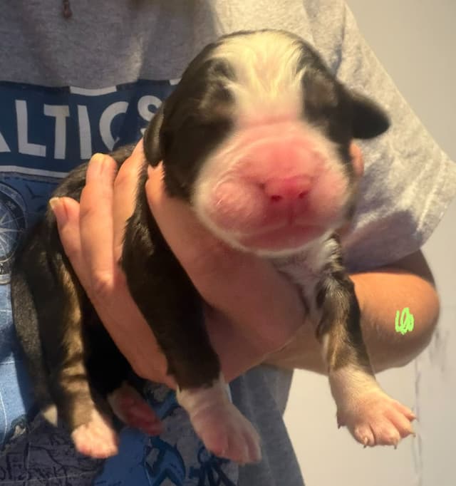 Schachner Bernese Mountain Dog Puppies media 11