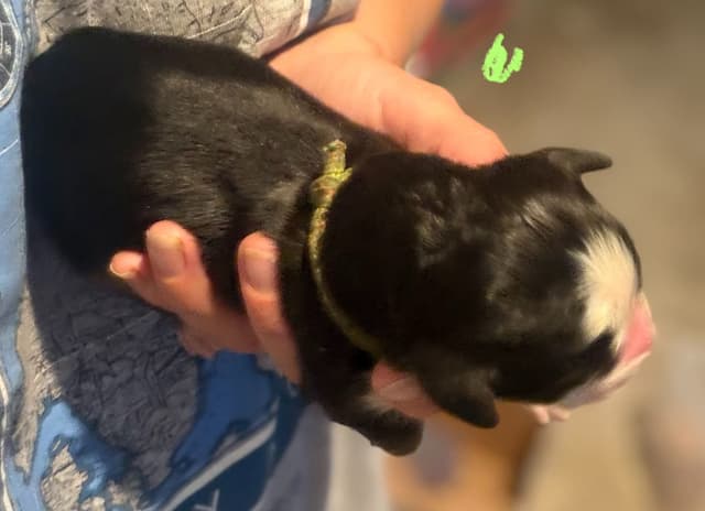 Schachner Bernese Mountain Dog Puppies media 12