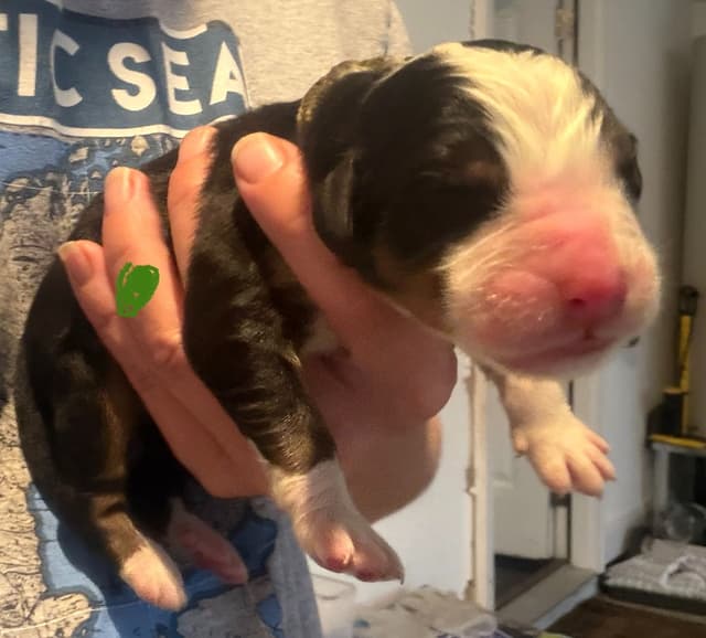 Schachner Bernese Mountain Dog Puppies media 13