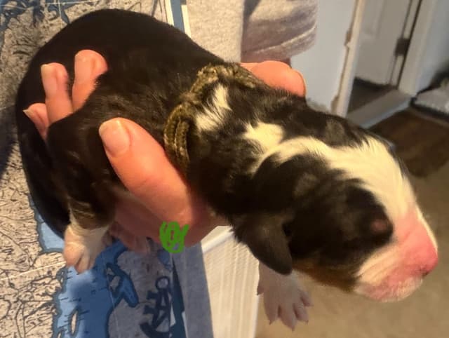 Schachner Bernese Mountain Dog Puppies media 14