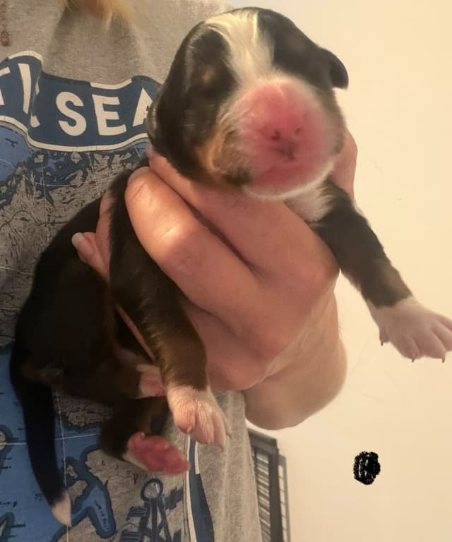 Schachner Bernese Mountain Dog Puppies media 15