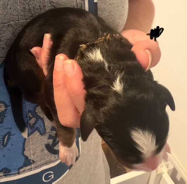Schachner Bernese Mountain Dog Puppies media 16
