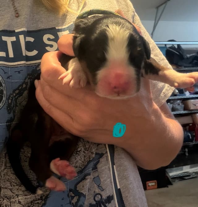 Schachner Bernese Mountain Dog Puppies media 17