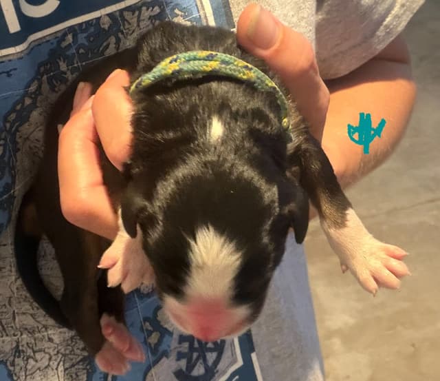 Schachner Bernese Mountain Dog Puppies media 18