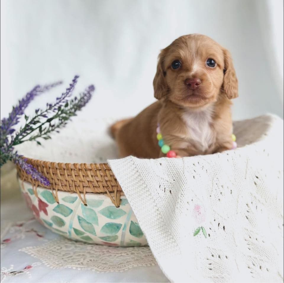 Dachshund Puppies breeder image 1