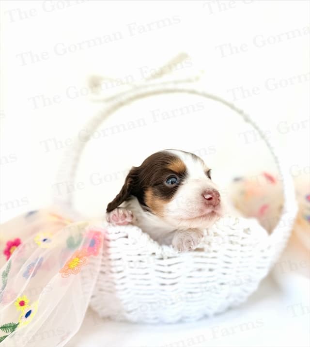 Dachshund Puppies media 2