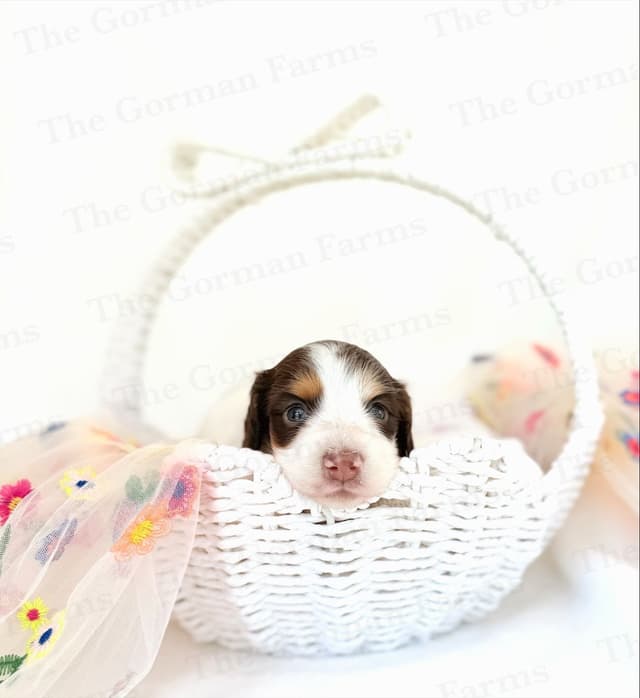 Dachshund Puppies media 3