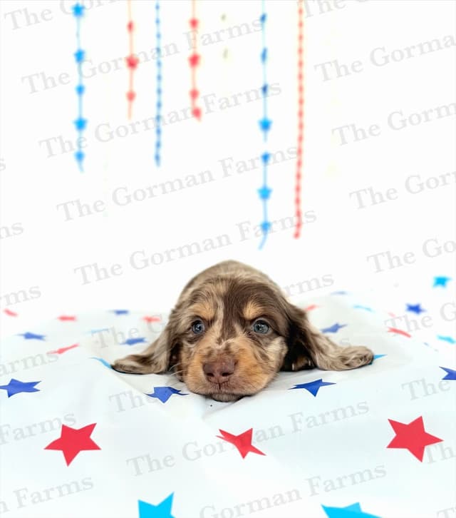 Dachshund Puppies media 3