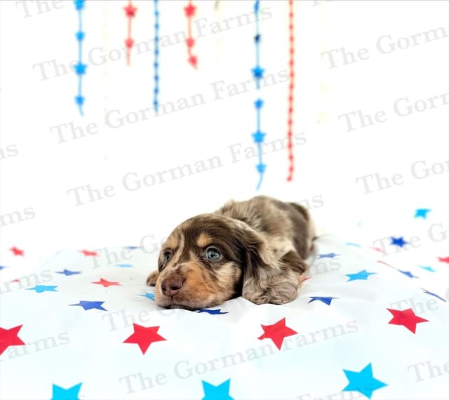 Dachshund Puppies media 2