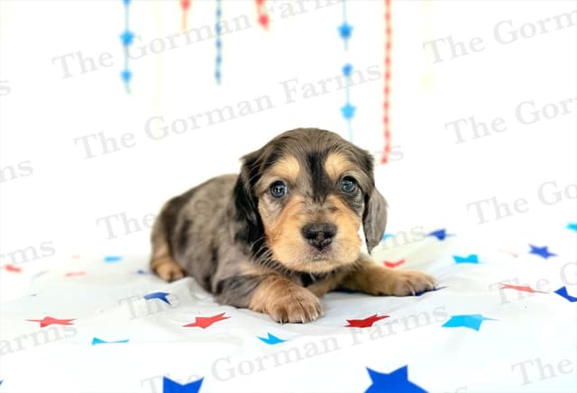 Dachshund Puppies media 6