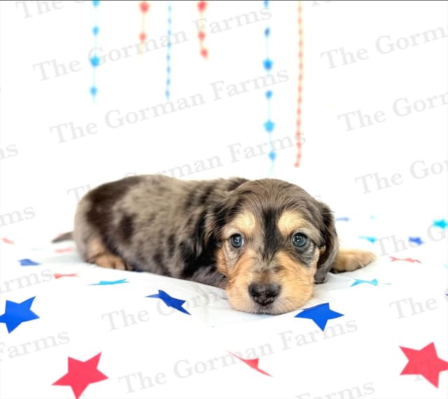 Dachshund Puppies media 5