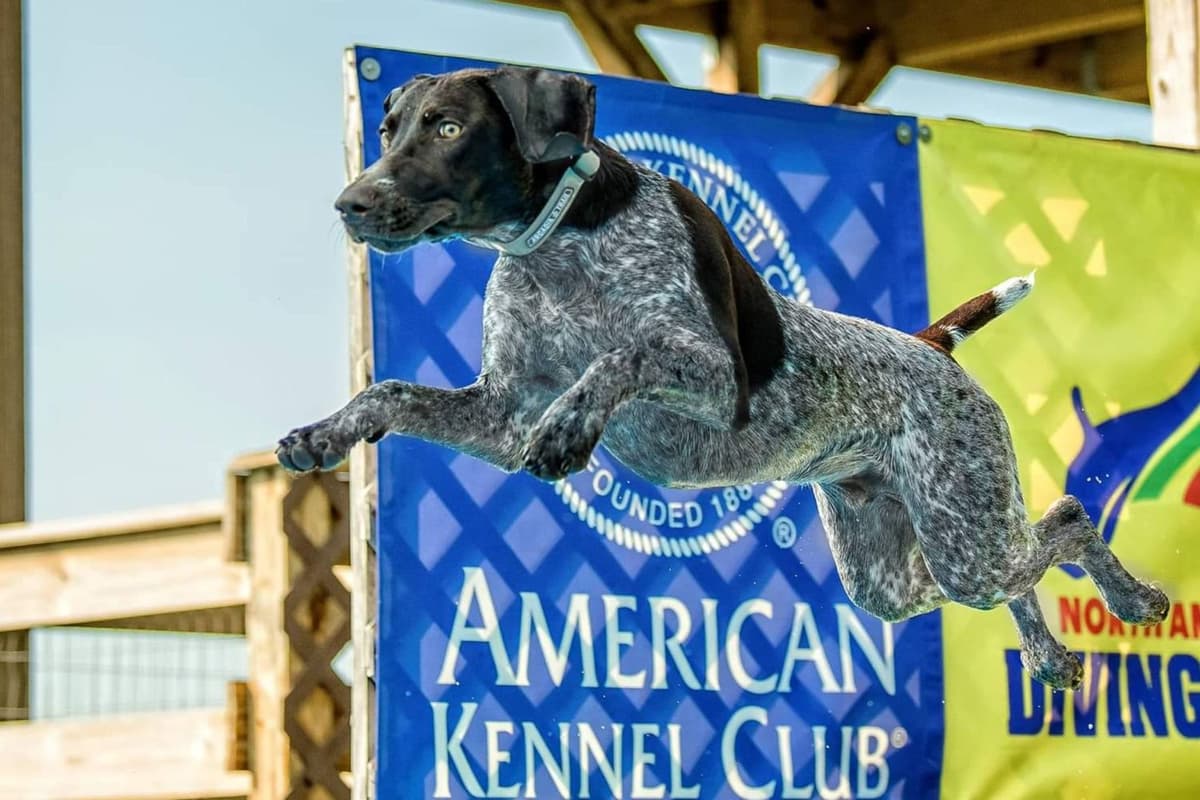 Dellinger & JH titled hunting line GSP babies, in Dahlonega, Ga breeder image 2