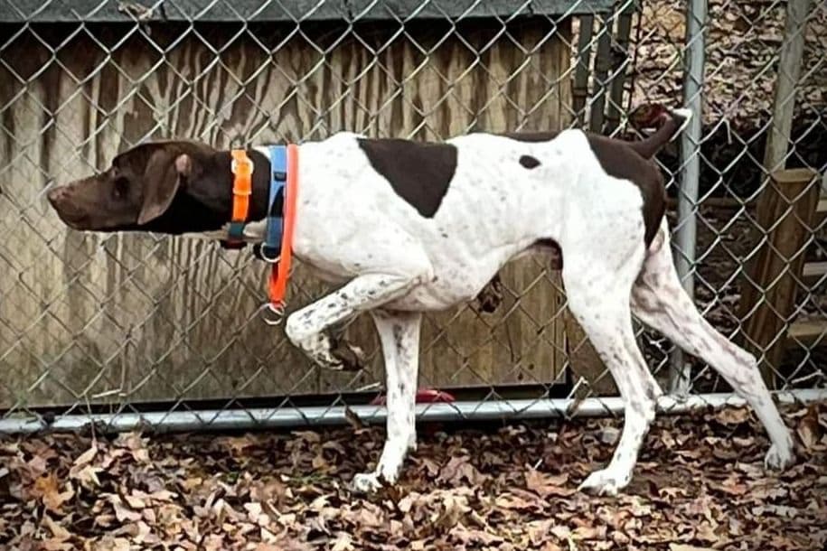 Dellinger & JH titled hunting line GSP babies, in Dahlonega, Ga breeder image 5