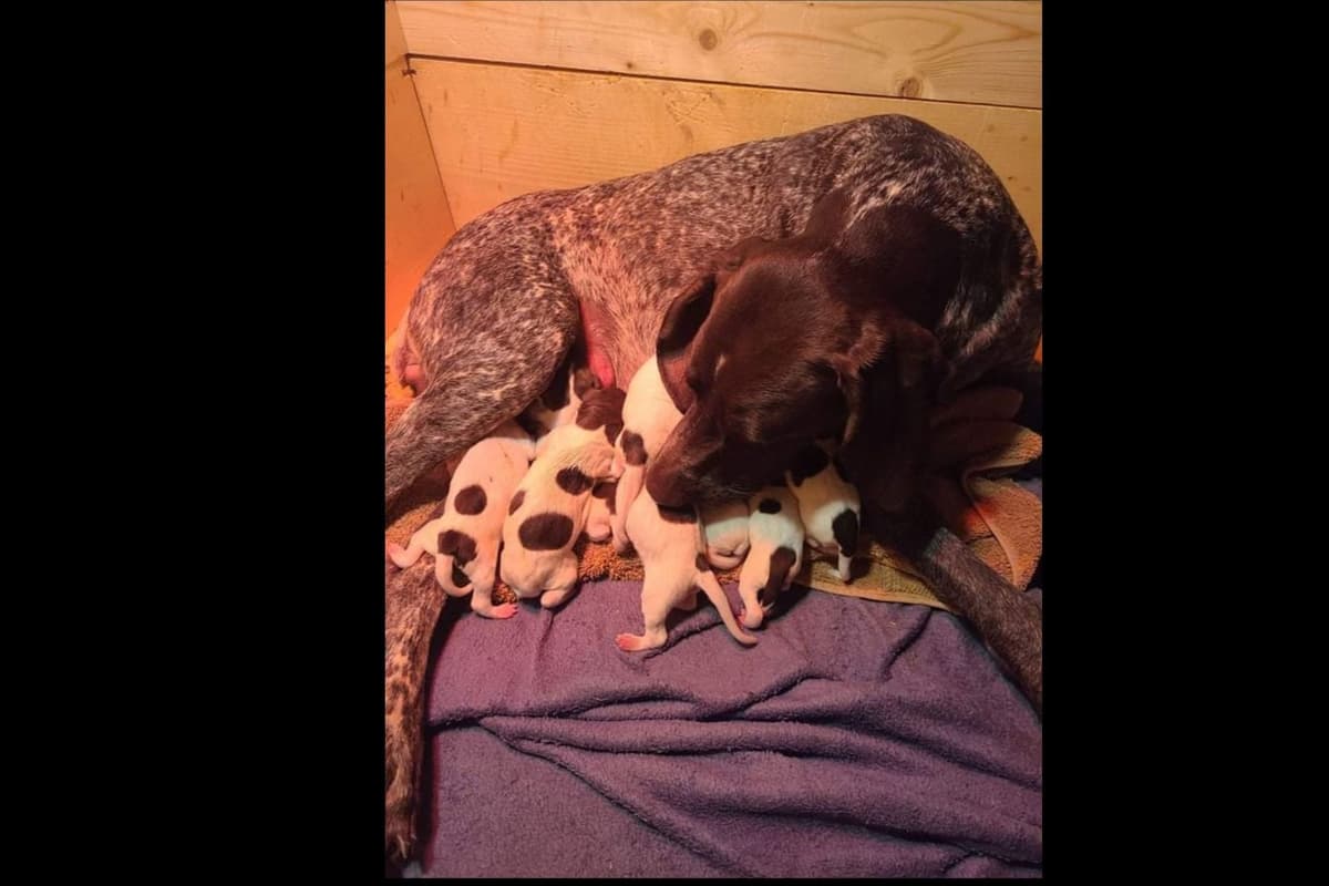 Dellinger & JH titled hunting line GSP babies, in Dahlonega, Ga breeder image 6