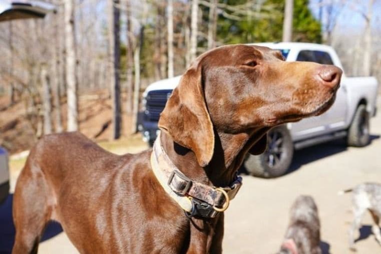 Dellinger & JH titled hunting line GSP babies, in Dahlonega, Ga breeder image 7