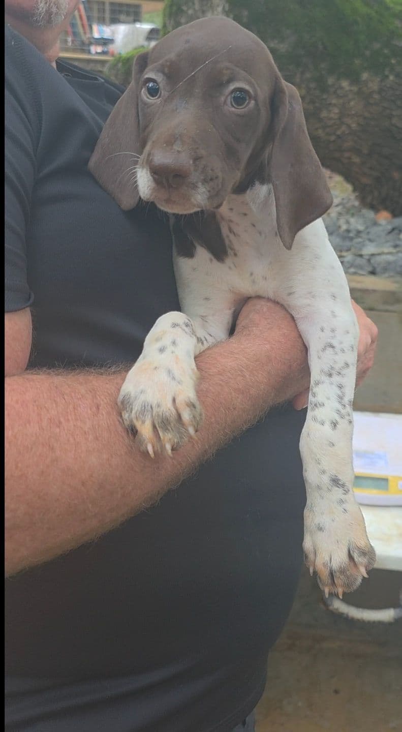 Dellinger & JH titled hunting line GSP babies, in Dahlonega, Ga breeder image 9