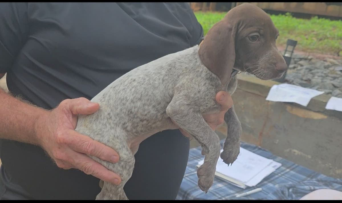 Dellinger & JH titled hunting line GSP babies, in Dahlonega, Ga breeder image 10