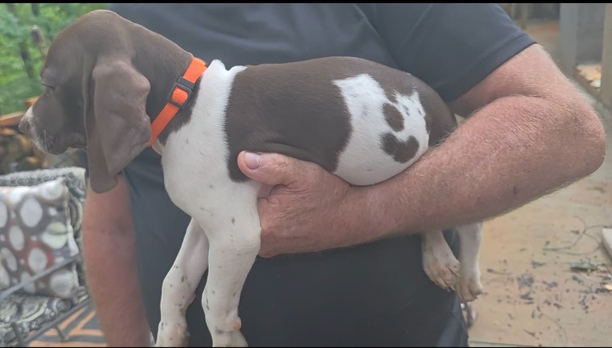 Dellinger & JH titled hunting line GSP babies, in Dahlonega, Ga breeder image 11