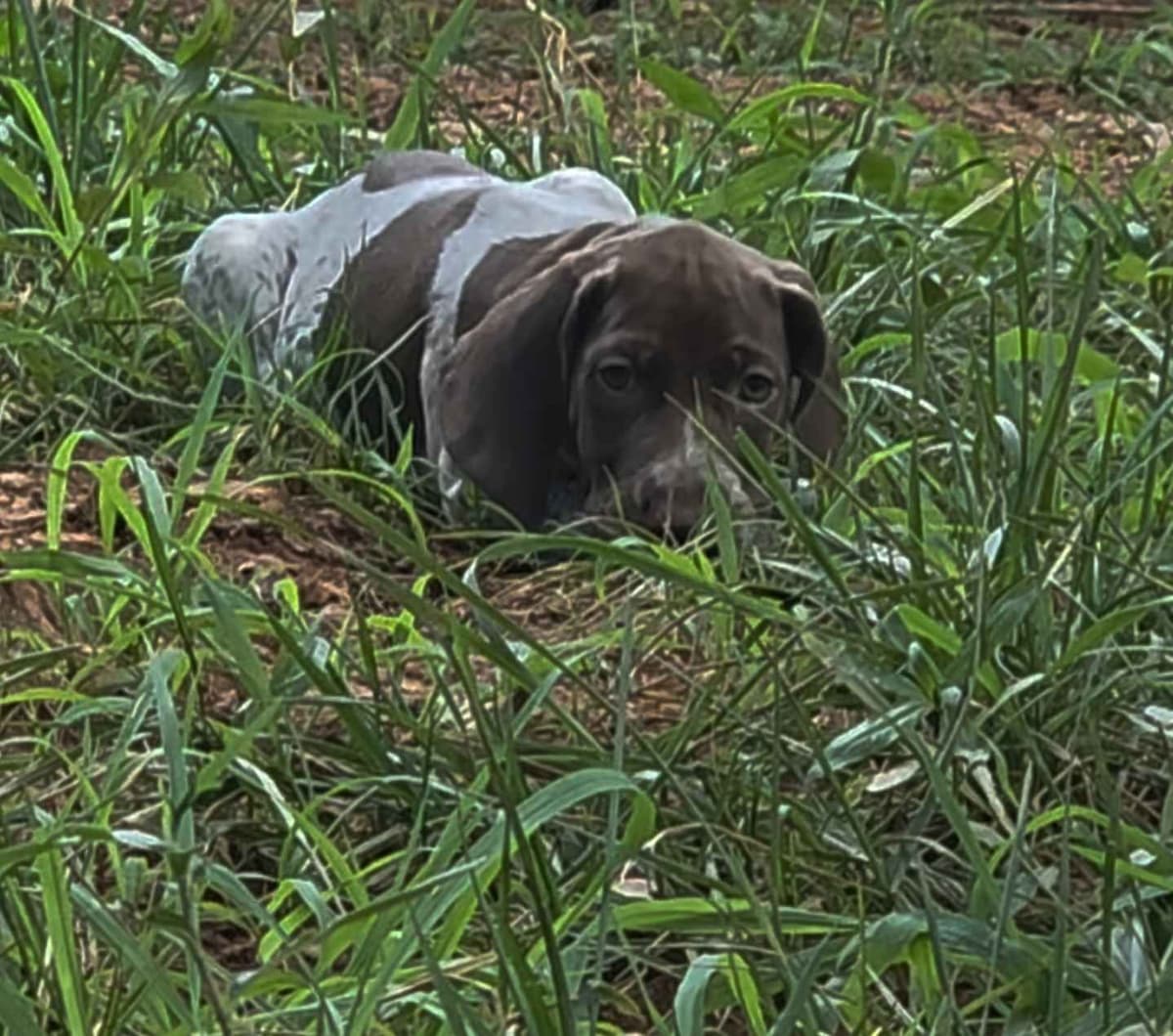 Dellinger & JH titled hunting line GSP babies, in Dahlonega, Ga breeder image 13