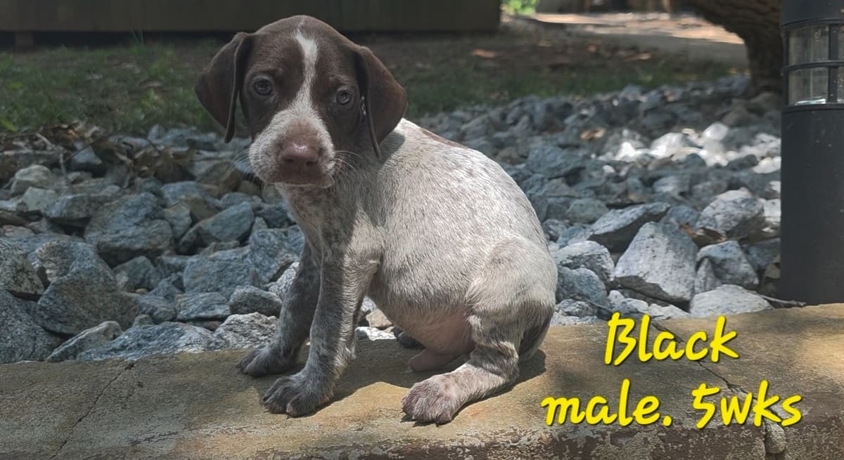 Dellinger & JH titled hunting line GSP babies, in Dahlonega, Ga breeder image 14