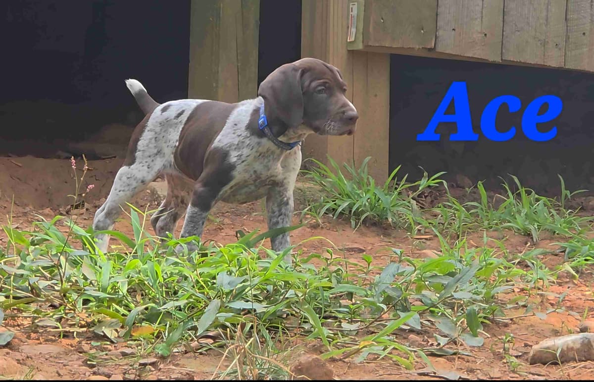 Dellinger & JH titled hunting line GSP babies, in Dahlonega, Ga breeder image 12