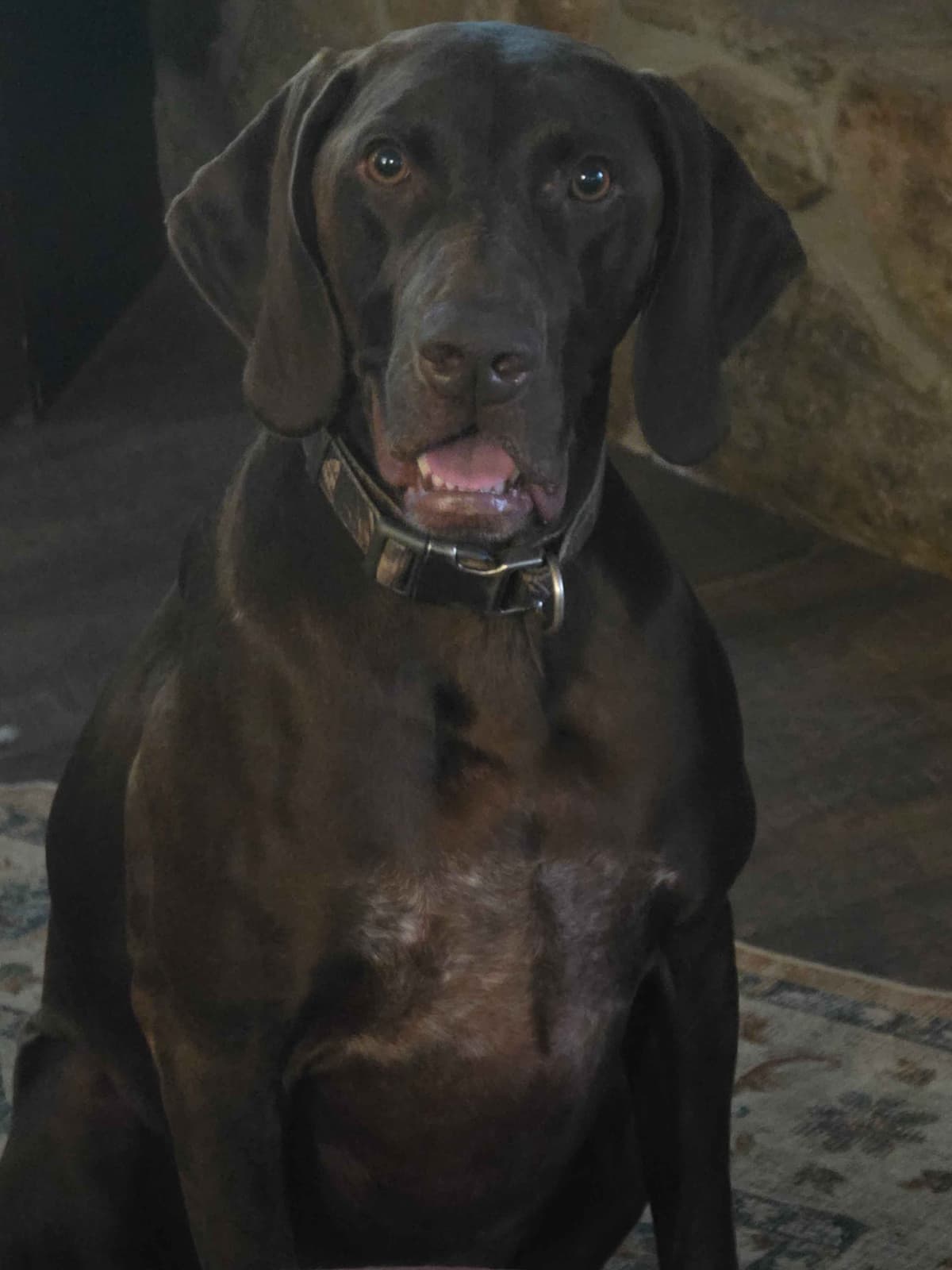 Dellinger & JH titled hunting line GSP babies, in Dahlonega, Ga breeder image 15