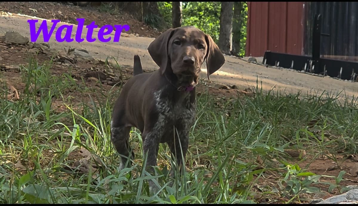 Dellinger & JH titled hunting line GSP babies, in Dahlonega, Ga breeder image 16