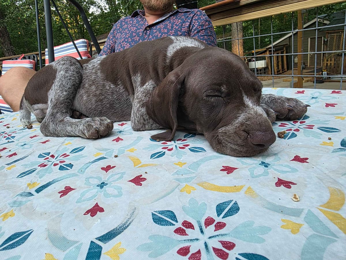 Dellinger & JH titled hunting line GSP babies, in Dahlonega, Ga breeder image 17
