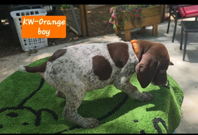 Dellinger & JH titled hunting line GSP babies, in Dahlonega, Ga media 2