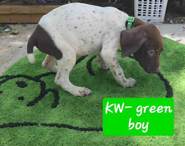 Dellinger & JH titled hunting line GSP babies, in Dahlonega, Ga media 3